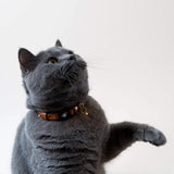 Handmade Leather Cat Collar - Caramel