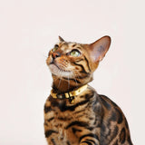 Handmade Leather Collar - Butter