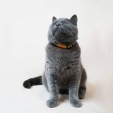 Handmade Leather Cat Collar - Honey