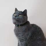 Handmade Leather Cat Collar - Tide